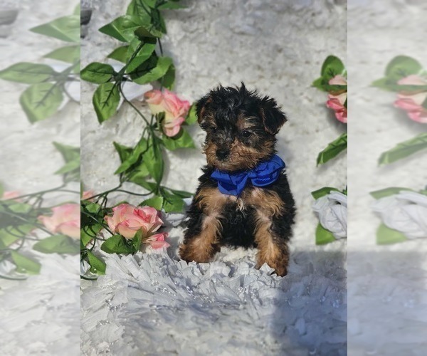 Medium Photo #3 Yorkshire Terrier Puppy For Sale in INDIANAPOLIS, IN, USA