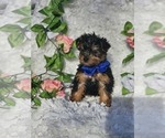 Small #2 Yorkshire Terrier