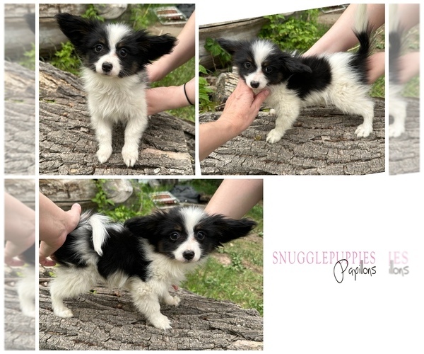 Medium Photo #1 Papillon Puppy For Sale in MINNEAPOLIS, MN, USA
