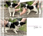 Small Papillon