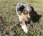 Small Photo #1 Australian Shepherd Puppy For Sale in CAPE CORAL, FL, USA