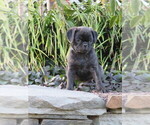 Small Photo #7 Jug Puppy For Sale in MOUNT SOLON, VA, USA