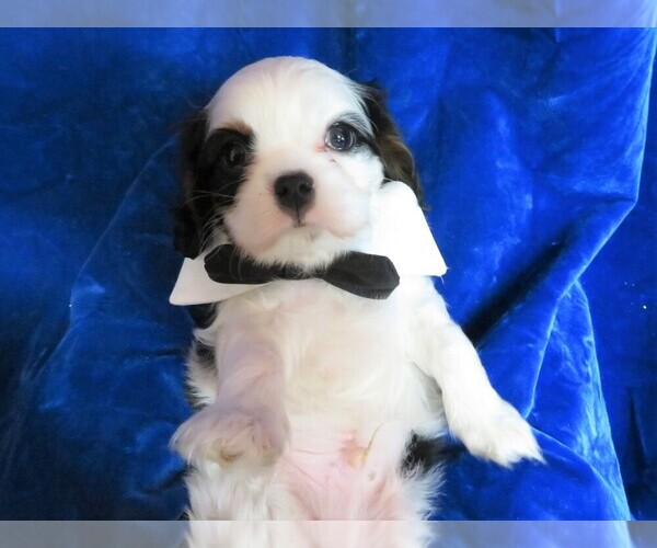 Medium Photo #1 Cavalier King Charles Spaniel Puppy For Sale in NORWOOD, MO, USA