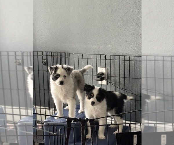 Medium Photo #2 Miniature Australian Shepherd Puppy For Sale in VALRICO, FL, USA