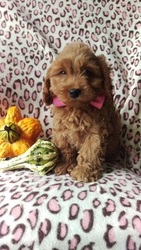 Cock-A-Poo Puppy for sale in EDEN, PA, USA