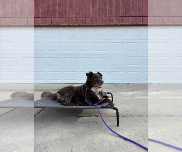 Medium Photo #13 Mutt Puppy For Sale in Sandy, UT, USA