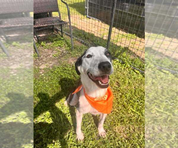 Medium Photo #1 Mutt Puppy For Sale in Abbeville, LA, USA