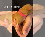 Small #4 Golden Retriever