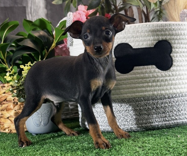 Medium Photo #1 Miniature Pinscher Puppy For Sale in CANOGA, NY, USA