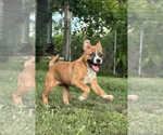 Small #1 Mutt