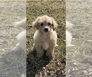 Poodle (Toy) Puppy for sale in CANOGA, NY, USA