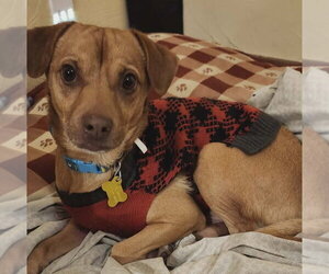 Dachshund-Unknown Mix Dogs for adoption in Sandy, UT, USA