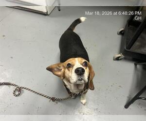 Beagle Dogs for adoption in Ocala, FL, USA