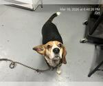 Small Beagle