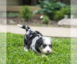 Small Photo #7 Bernedoodle Puppy For Sale in FREDERICKSBURG, OH, USA