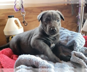 Dutch Shepherd Dog Dog for Adoption in LIBERTY, South Carolina USA