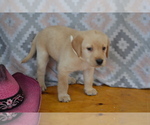 Small #1 Labrador Retriever