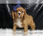 Puppy TrumpTrain AKC Cavalier King Charles Spaniel