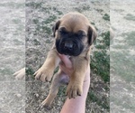 Small Photo #4 Cane Corso Puppy For Sale in HEREFORD, AZ, USA