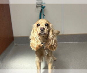 Cocker Spaniel Dogs for adoption in Rancho Cucamonga, CA, USA