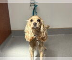 Small Cocker Spaniel