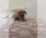 Small #6 Chiweenie-Jack Russell Terrier Mix