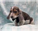 Small Photo #9 Beagle Puppy For Sale in LAKELAND, FL, USA