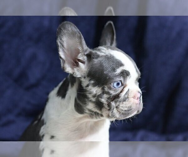 Medium Photo #2 French Bulldog Puppy For Sale in GREAT FALLS, VA, USA