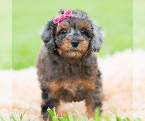 Medium Photo #66 Poodle (Miniature) Puppy For Sale in WARSAW, IN, USA