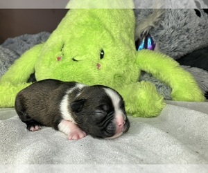 Boston Terrier Puppy for sale in MOUNT CRAWFORD, VA, USA
