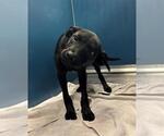 Small Labrador Retriever Mix