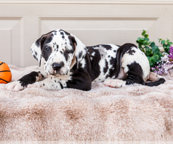 Medium Photo #14 Great Dane Puppy For Sale in WAKARUSA, IN, USA