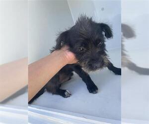 - Mix Dogs for adoption in Houston, TX, USA