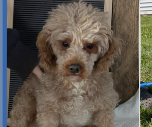 Mother of the Cavapoo puppies born on 06/28/2025