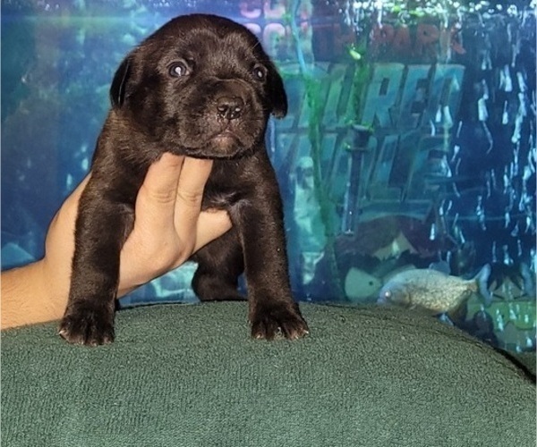 View Ad Cane Corso Puppy for Sale near Ohio, YOUNGSTOWN, USA. ADN237016