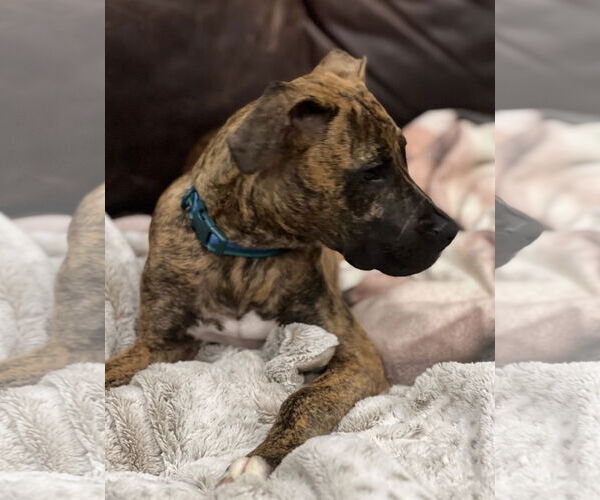 Medium Photo #15 Boxer-Whippet Mix Puppy For Sale in Belleuve, NE, USA