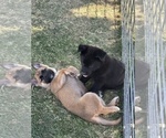 Litter of 7 - Male(s) and Female(s) ShollieLitter of Puppies for Sale - Small photo