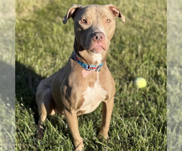 Medium Photo #1 American Pit Bull Terrier Puppy For Sale in Easton, MD, USA