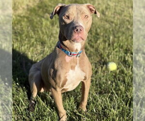 American Pit Bull Terrier Dogs for adoption in Easton, MD, USA