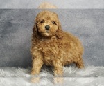 Puppy 16 Poodle (Toy)