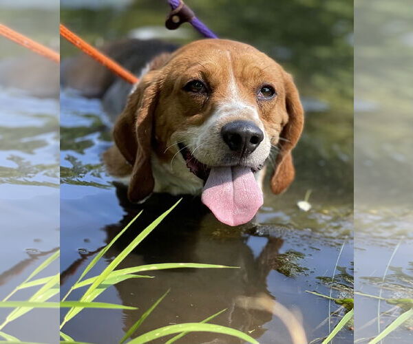 Medium Photo #8 Beagle Puppy For Sale in Chester, NJ, USA