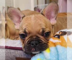French Bulldog Puppy for sale in MILFORD, NJ, USA