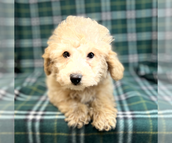 Medium Photo #2 Poodle (Miniature) Puppy For Sale in DUNDEE, OH, USA