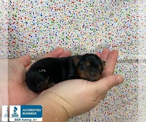 Yorkshire Terrier Puppy for sale in WINNSBORO, LA, USA