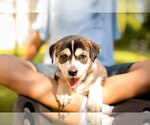 Small #1 Mutt