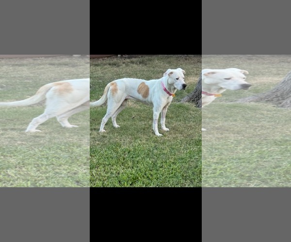 Medium Photo #1 Labrador Retriever Puppy For Sale in Dallas, TX, USA