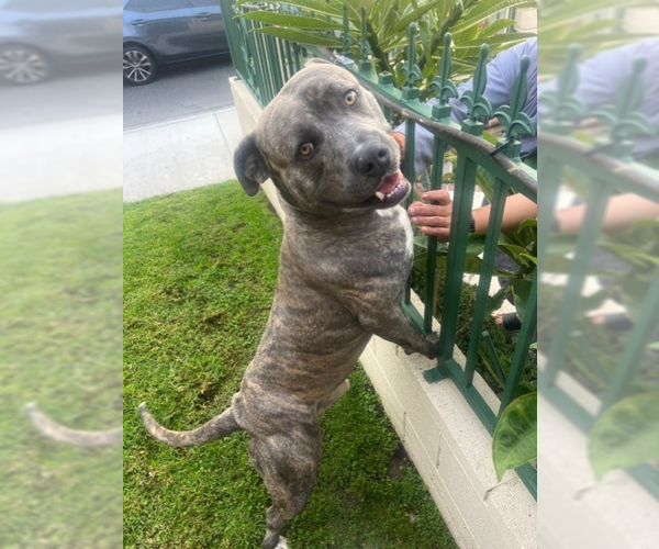 Medium Photo #1 American Pit Bull Terrier-Unknown Mix Puppy For Sale in Mission Viejo, CA, USA