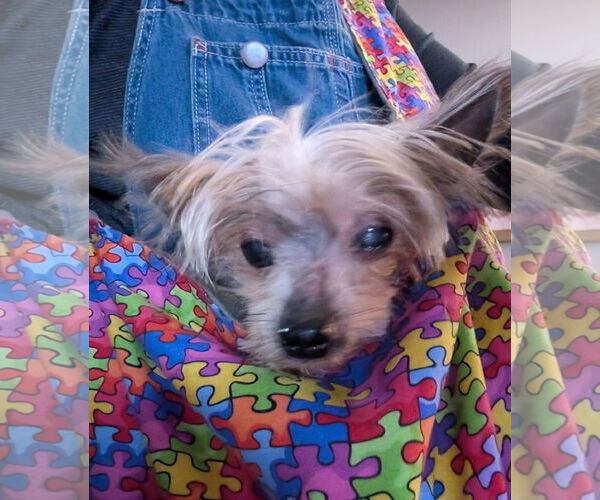 Medium Photo #3 Mutt Puppy For Sale in St. Louis Park, MN, USA