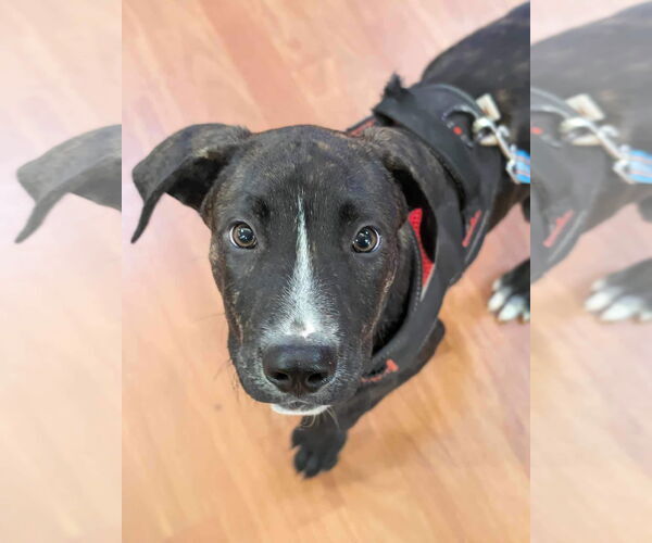 Medium Photo #17 American Pit Bull Terrier-Unknown Mix Puppy For Sale in Germantown, OH, USA