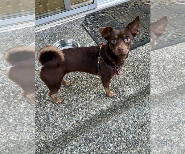 Medium Photo #2 Chiweenie Puppy For Sale in Bellevue, WA, USA